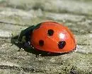 ladybird