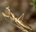 mantis